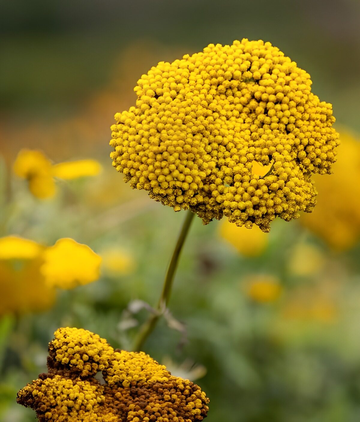 PDGIT8147719: Fiori gialli su un morbido sfondo verde