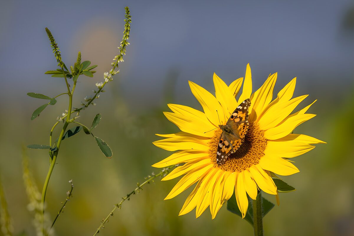 PDGIT6936531: Farfalla su un girasole nella luce