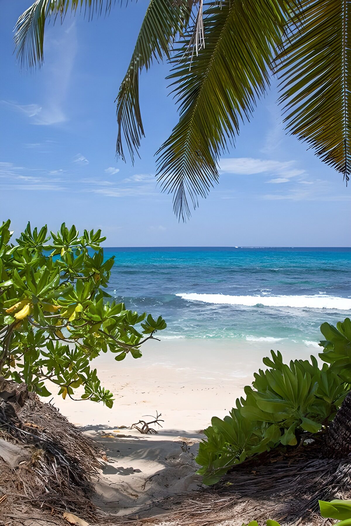 PDGIT1177465: Spiaggia tropicale incorniciata di verde
