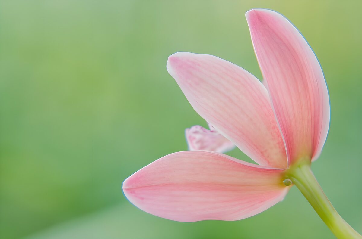 PDGIT5337782: Fiore rosa pallido nella luce soffusa