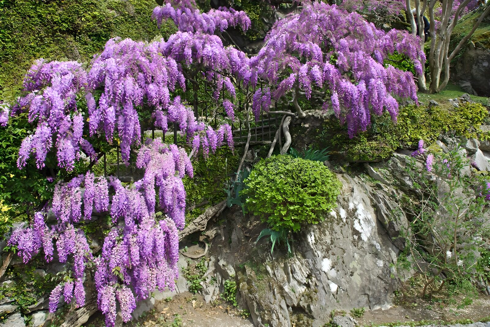 PDGIT3377896: Glicine in fiore tra rocce e ombra