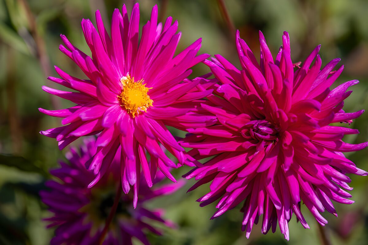 PDGIT9402960: Due fiori magenta in primo piano
