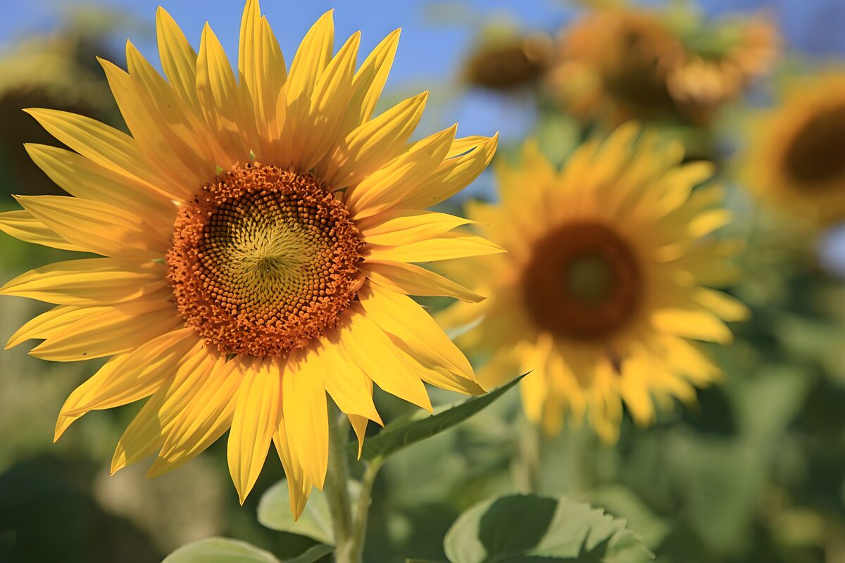PDGIT9122391: Girasole, un piccolo sole d’estate