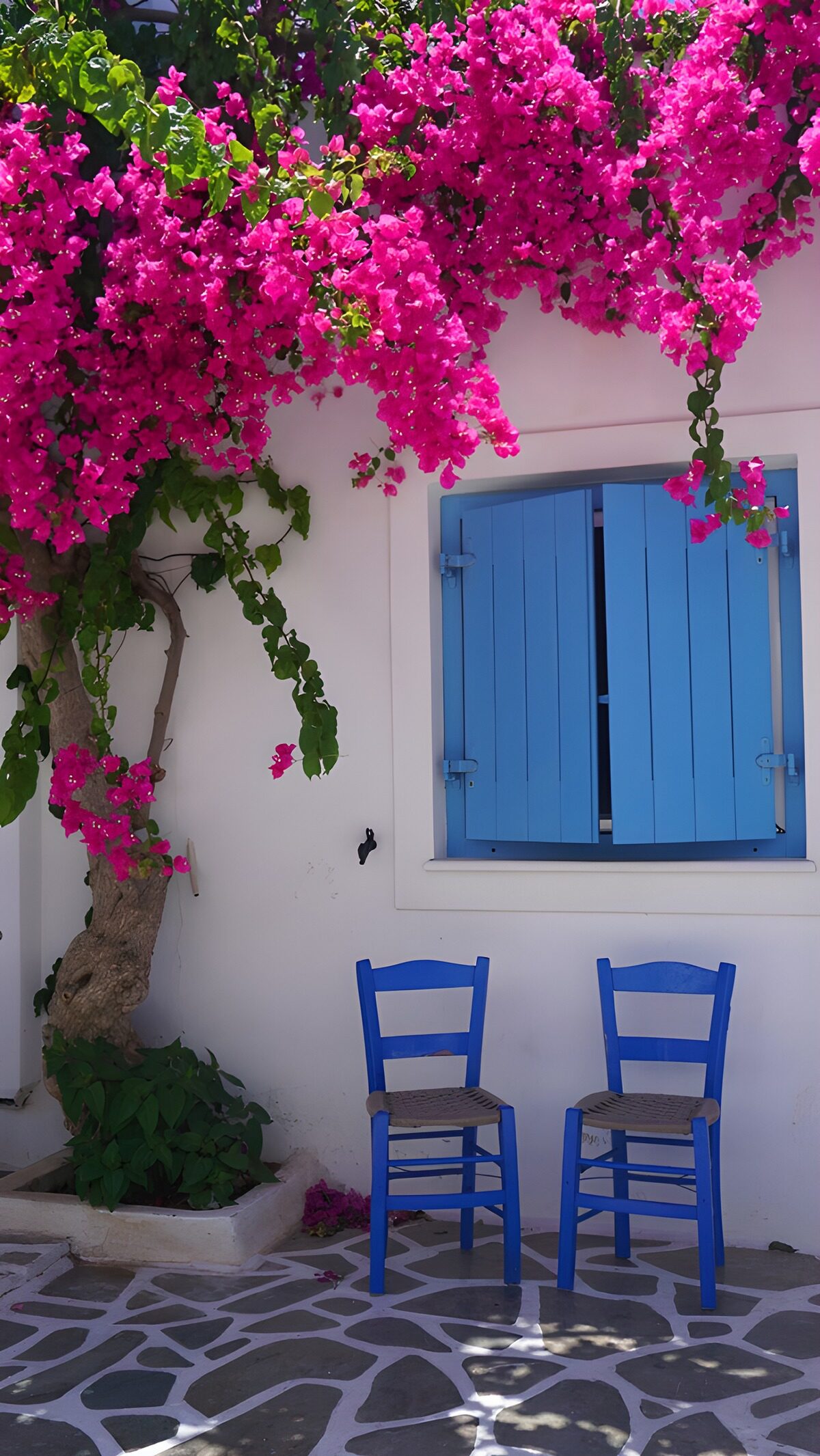 PDGIT7888295: Bougainvillea rosa e sedie blu al sole