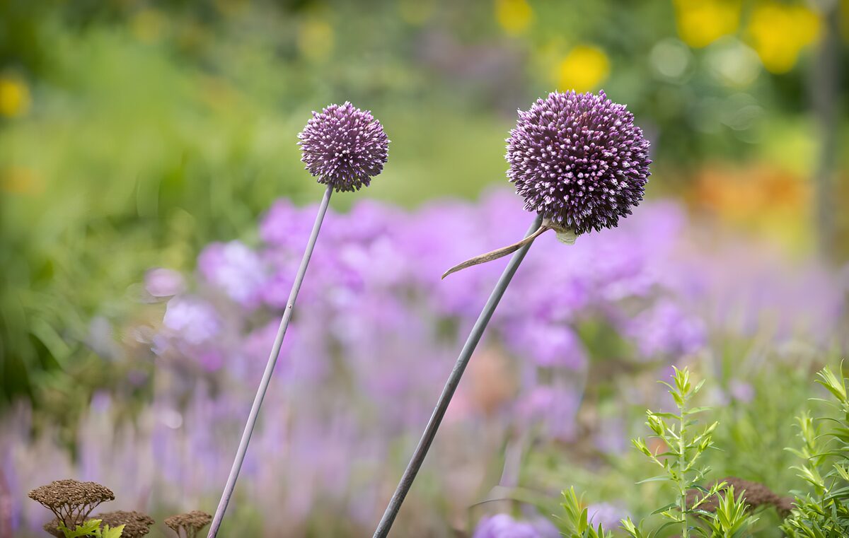 PDGIT3368305: Due allium viola nella luce del giorno