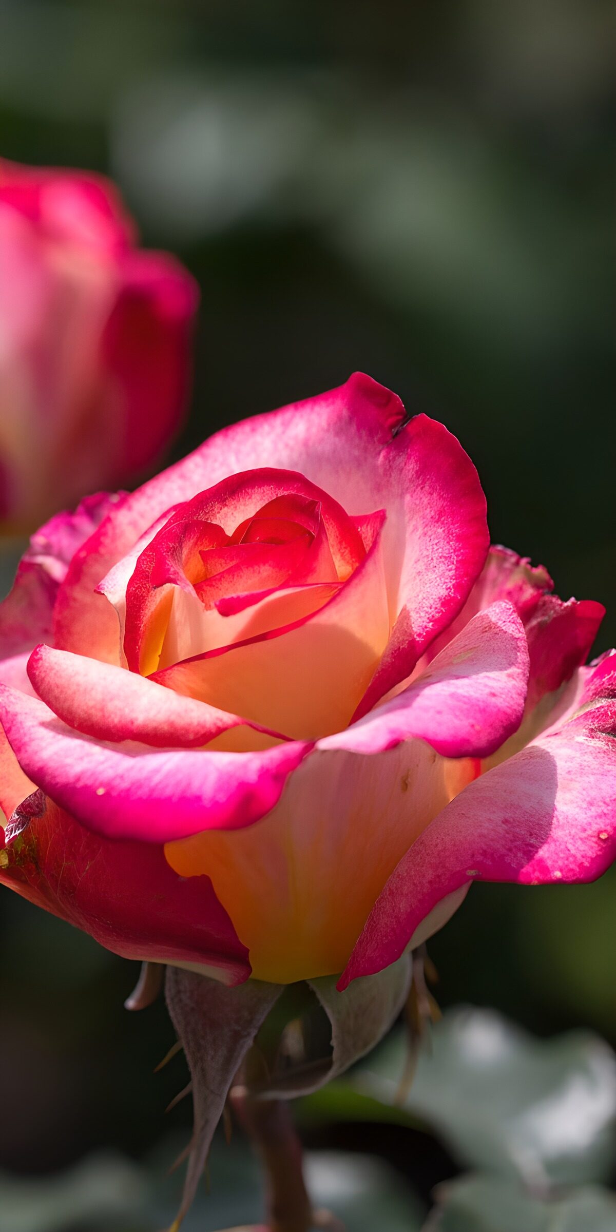 PDGIT9599975: Rosa giallo crema e rosa in primo piano
