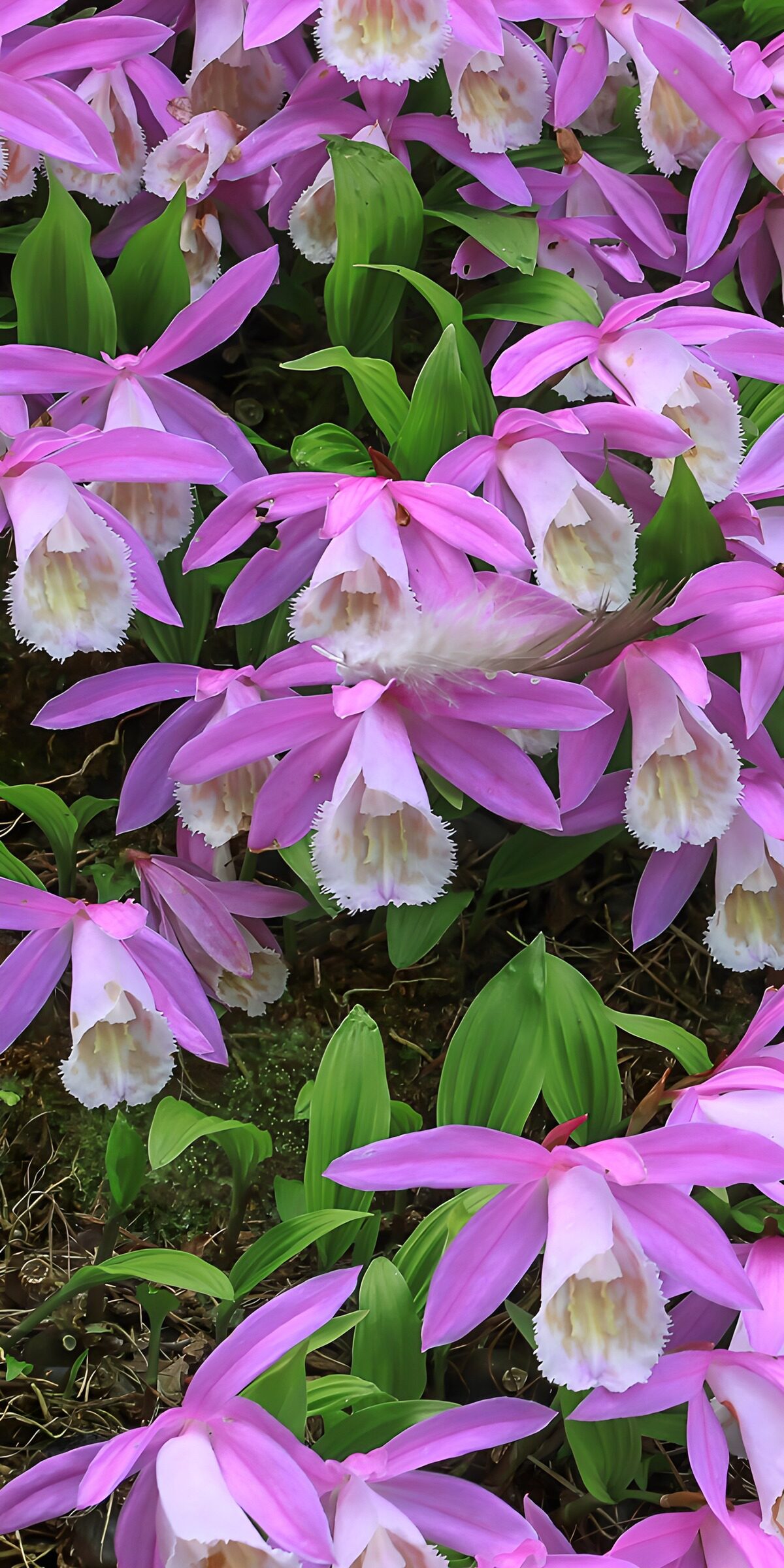PDGIT9579828: Orchidee rosa e viola in primo piano