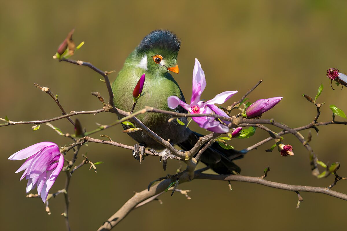 PDGIT9169722: Uccello verde tra i fiori rosa