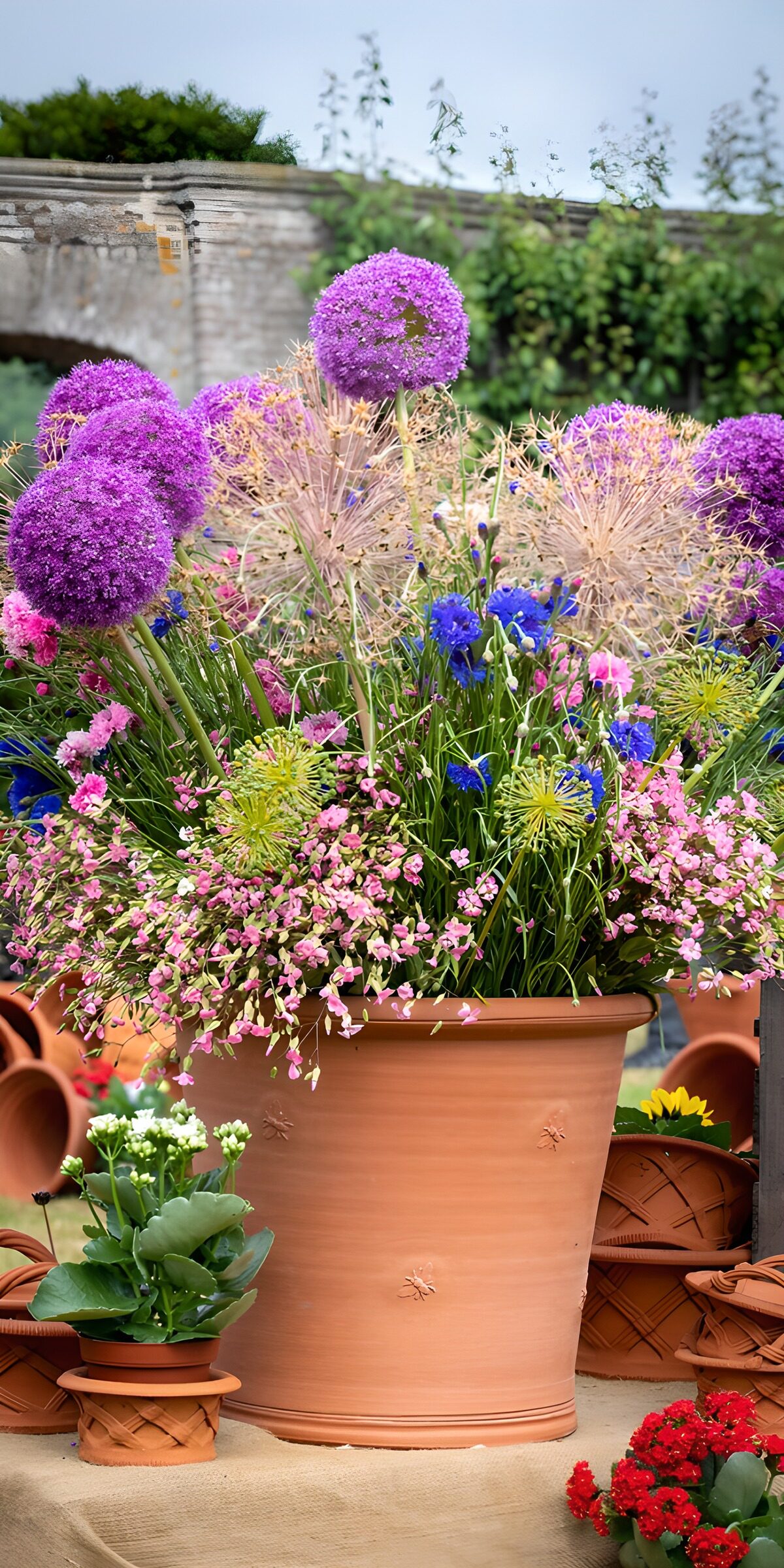 PDGIT5163980: Allium e fiori blu al sole in terracotta