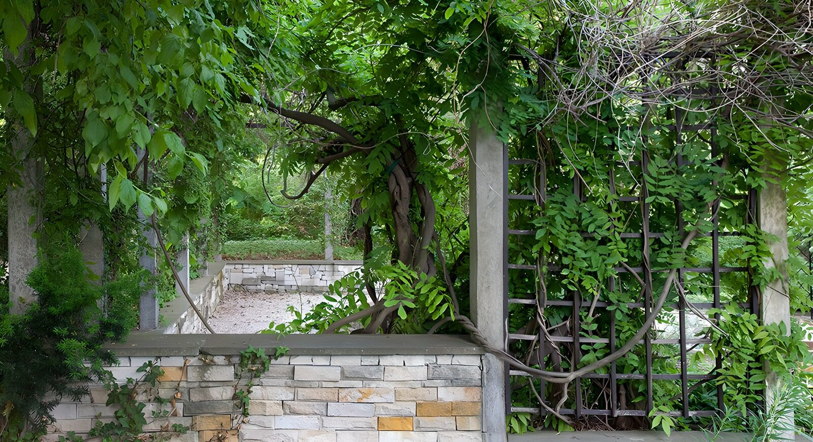 PDGIT3538072: Pergola avvolta dai rampicanti