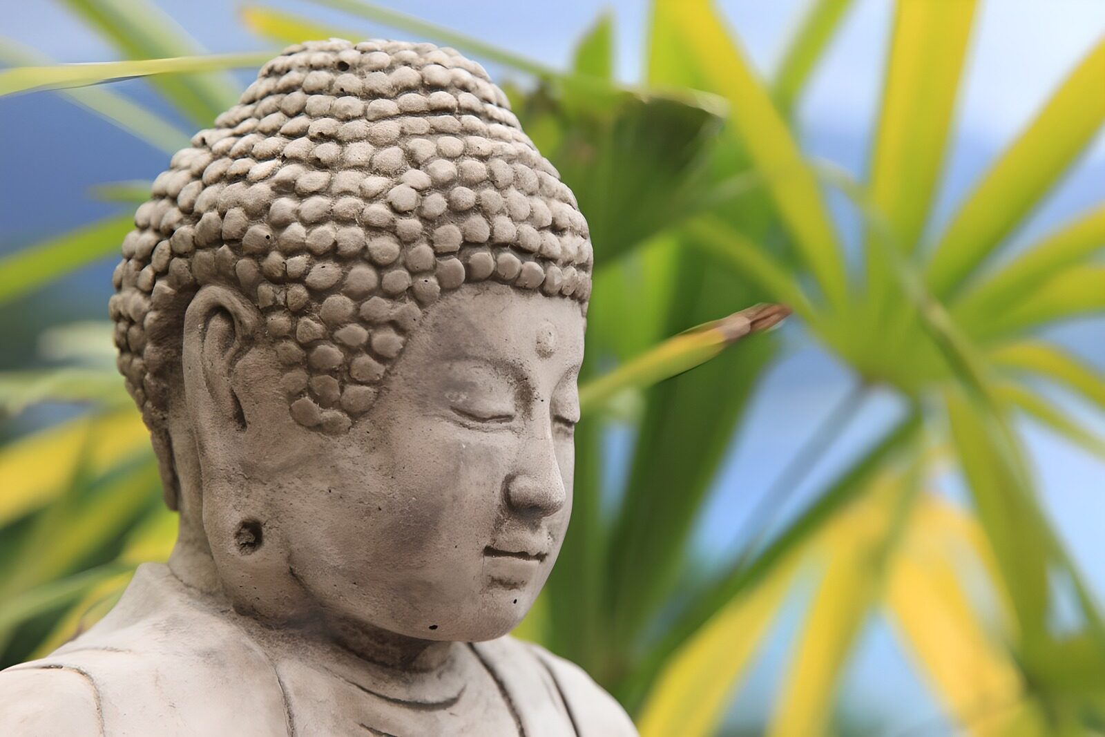 PDGIT4098479: Statua di Buddha su sfondo verde