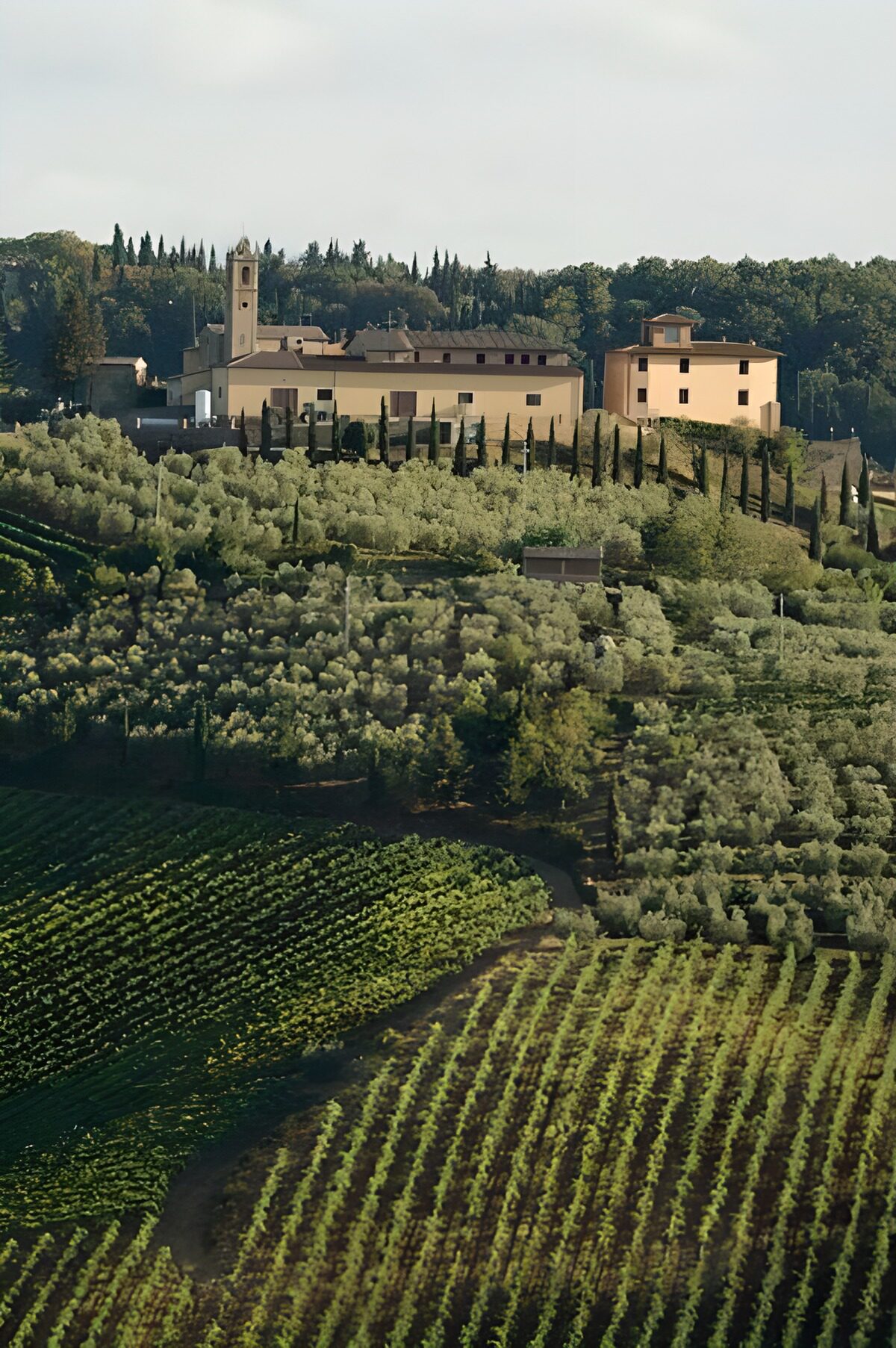 PDGIT5916333: Tenuta tra vigneti e ulivi al sole