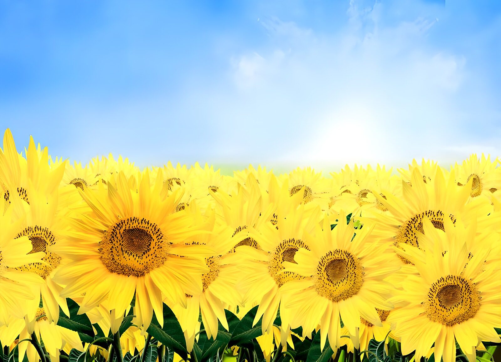 PDGIT1360923: Girasoli sotto il cielo azzurro