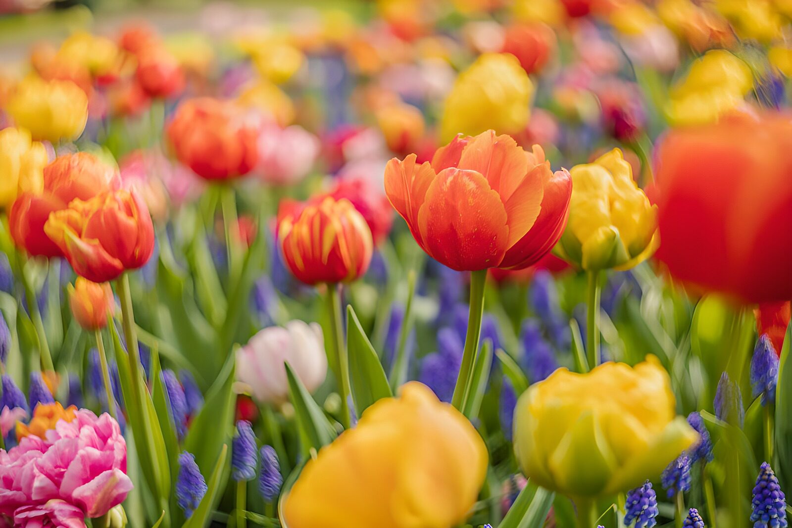 PDGIT4818910: Tulipani e muscari nei colori di primavera