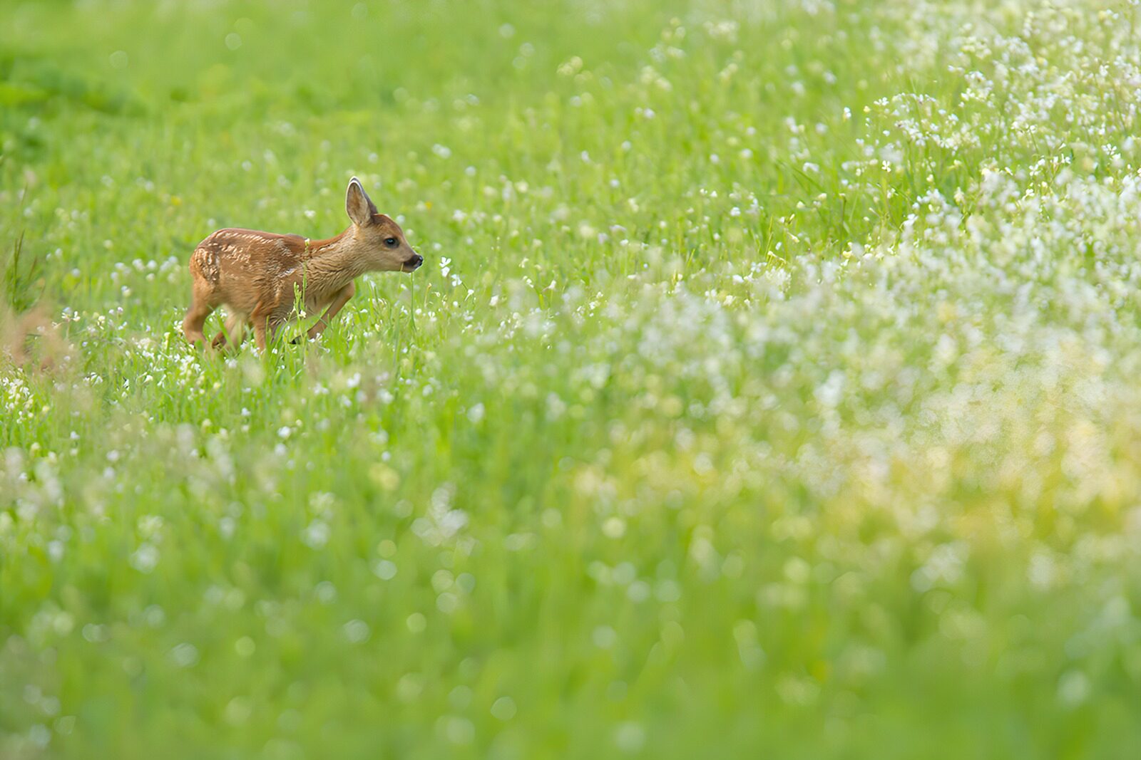 PDGIT5655170: Piccolo capriolo tra erba e fiori