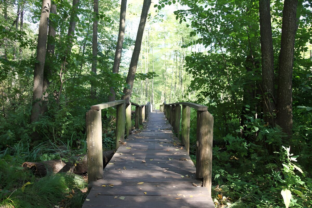 Passerella di legno nel verde del bosco