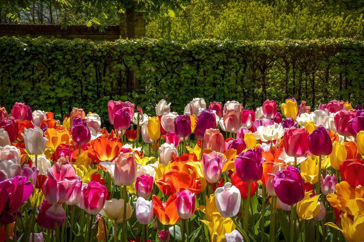PDGIT2319214: Tulipani multicolori al sole di primavera