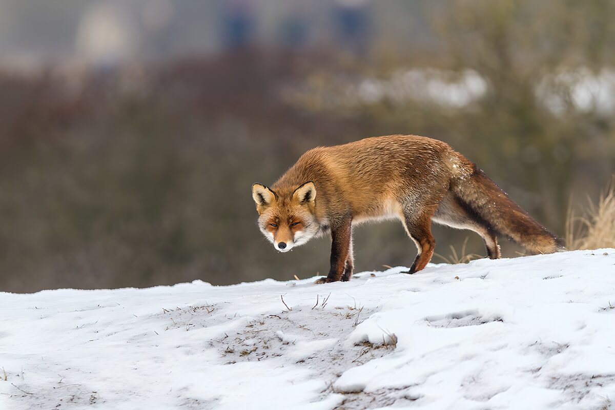 PDGIT6019742: Volpe rossa sulla neve, in allerta