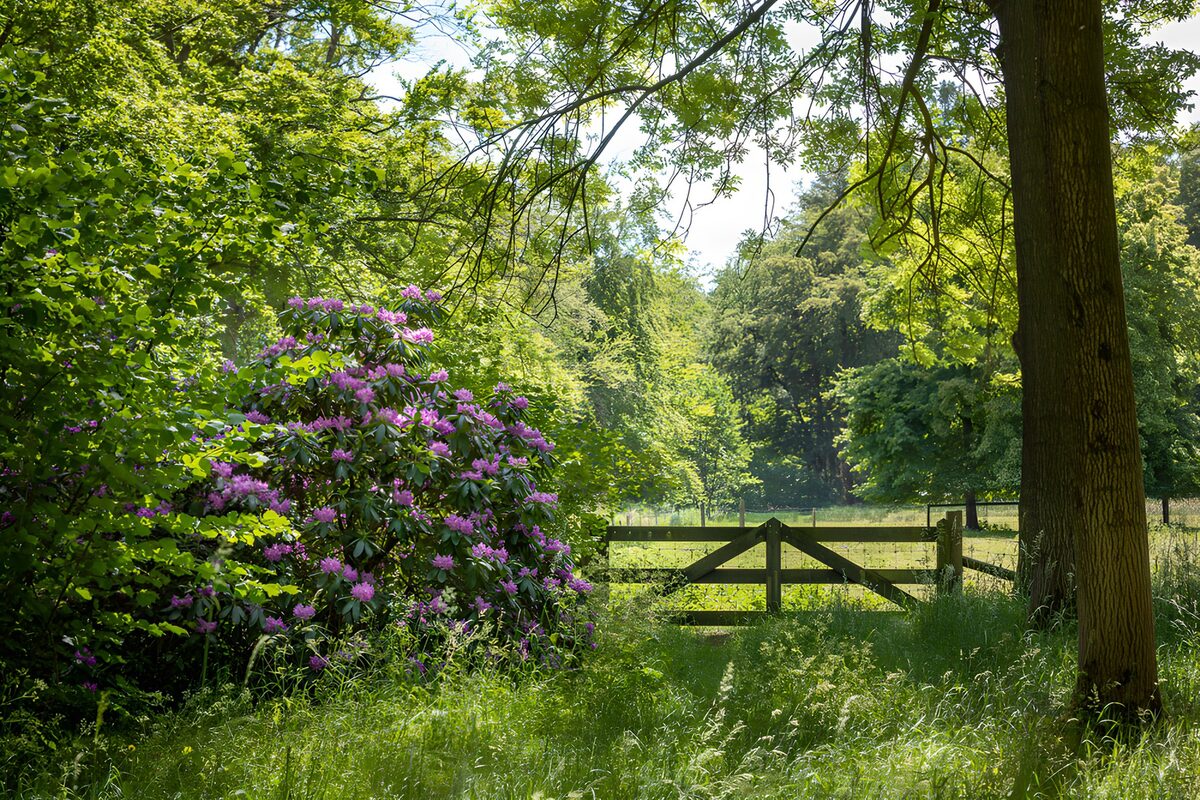 PDGIT5337266: Rododendro in fiore e cancello sul prato