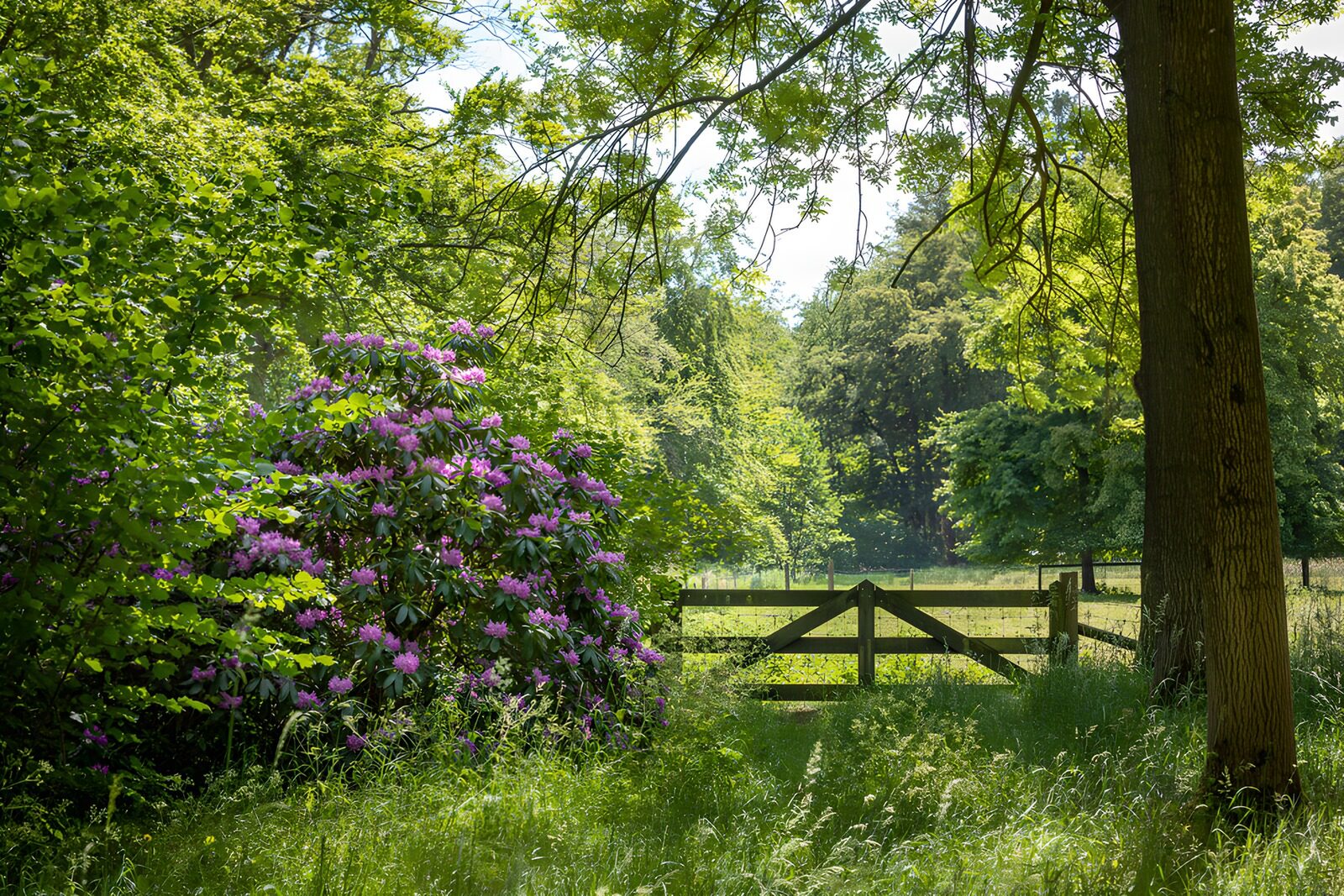 PDGIT5337266: Rododendro in fiore e cancello sul prato