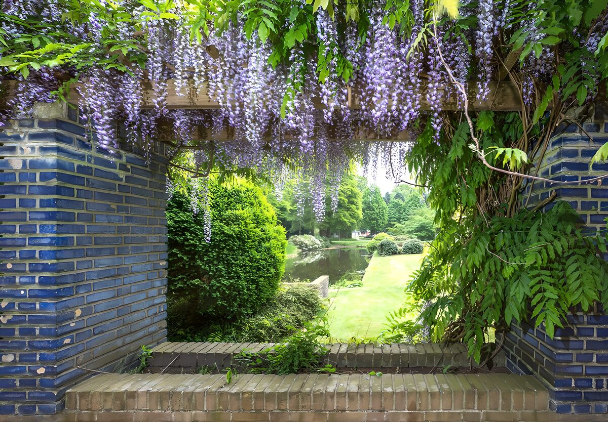 PDGIT4155031: Glicine in fiore e stagno oltre la pergola