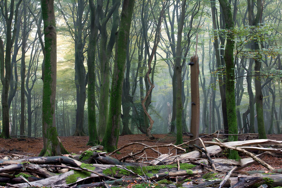PDGIT8764123: Bosco di tronchi caduti e muschio