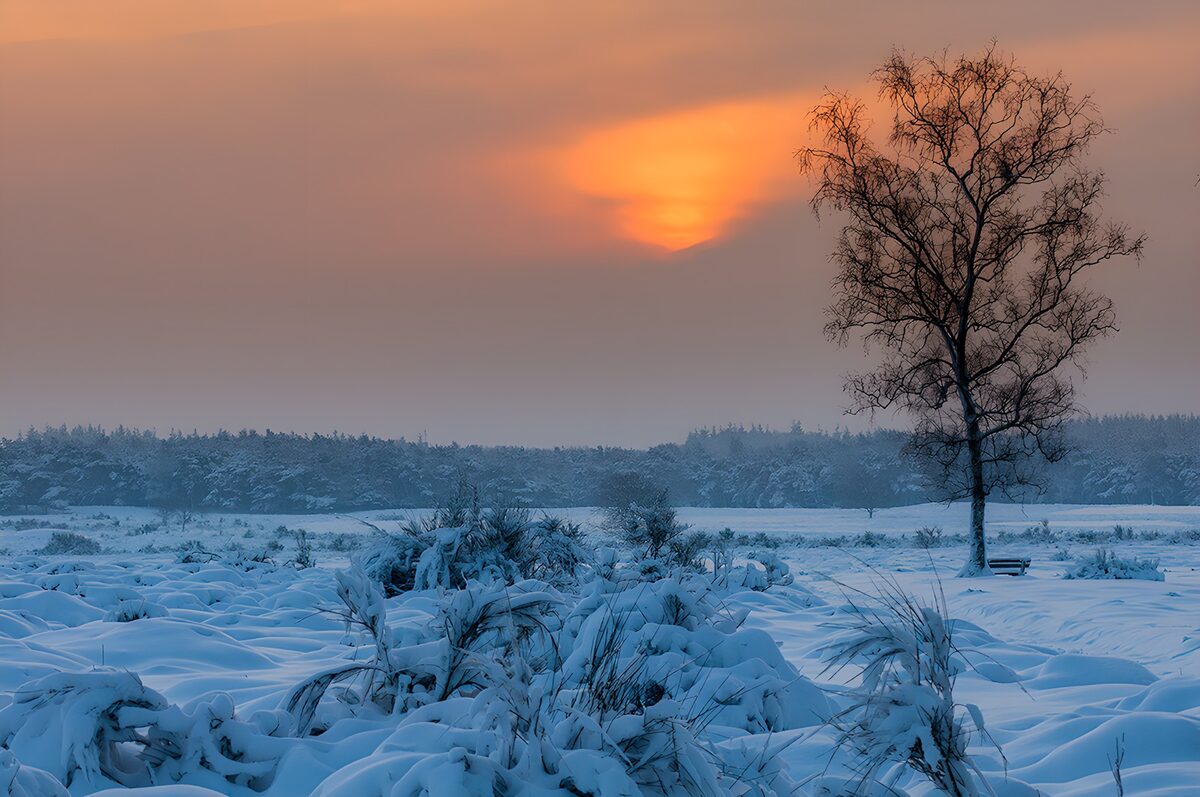 Albero spoglio e neve al sole d'inverno