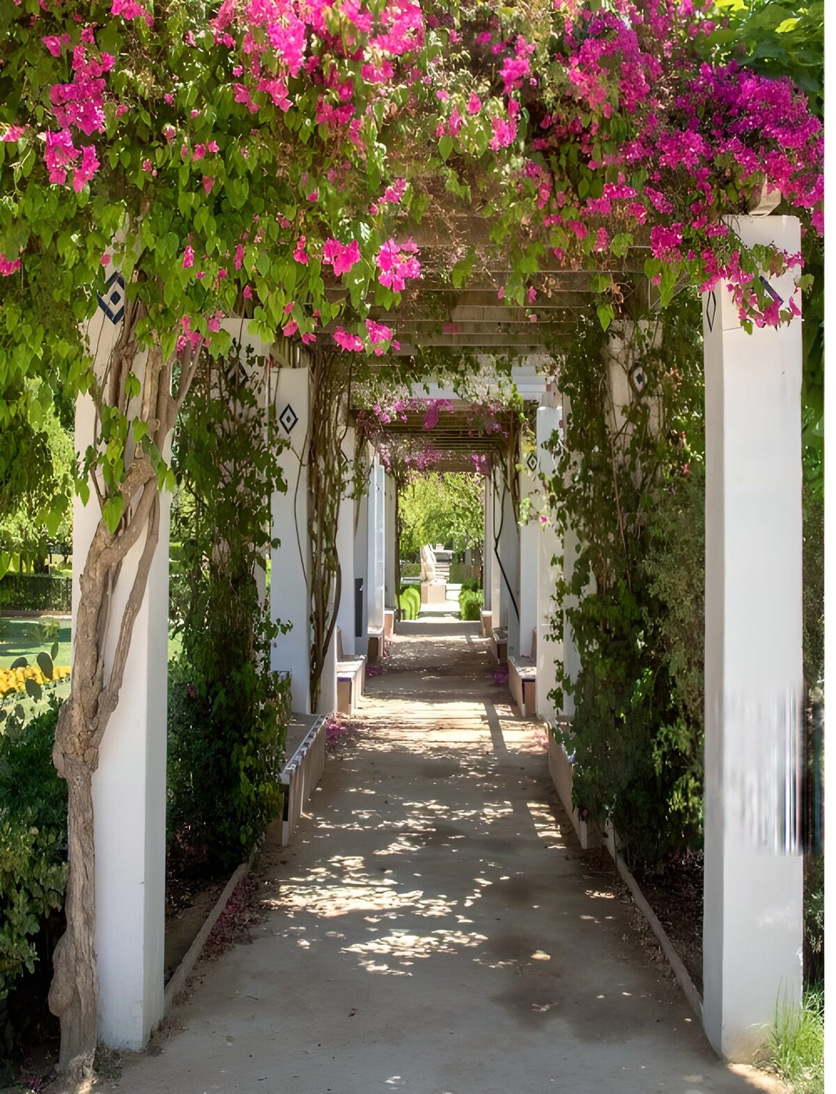 PDGIT4160847: Pergolato di bougainvillea al sole