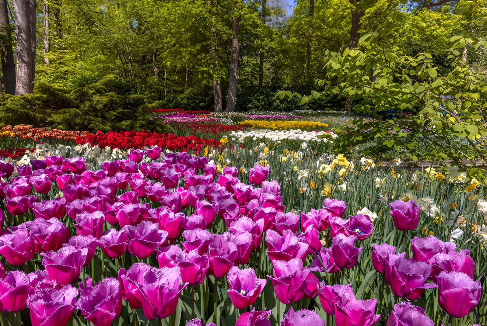 PDGIT3040226: Tulipani viola e narcisi al sole