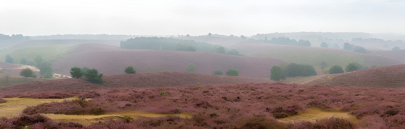 PDGIT7116759: Colline d’erica nella foschia