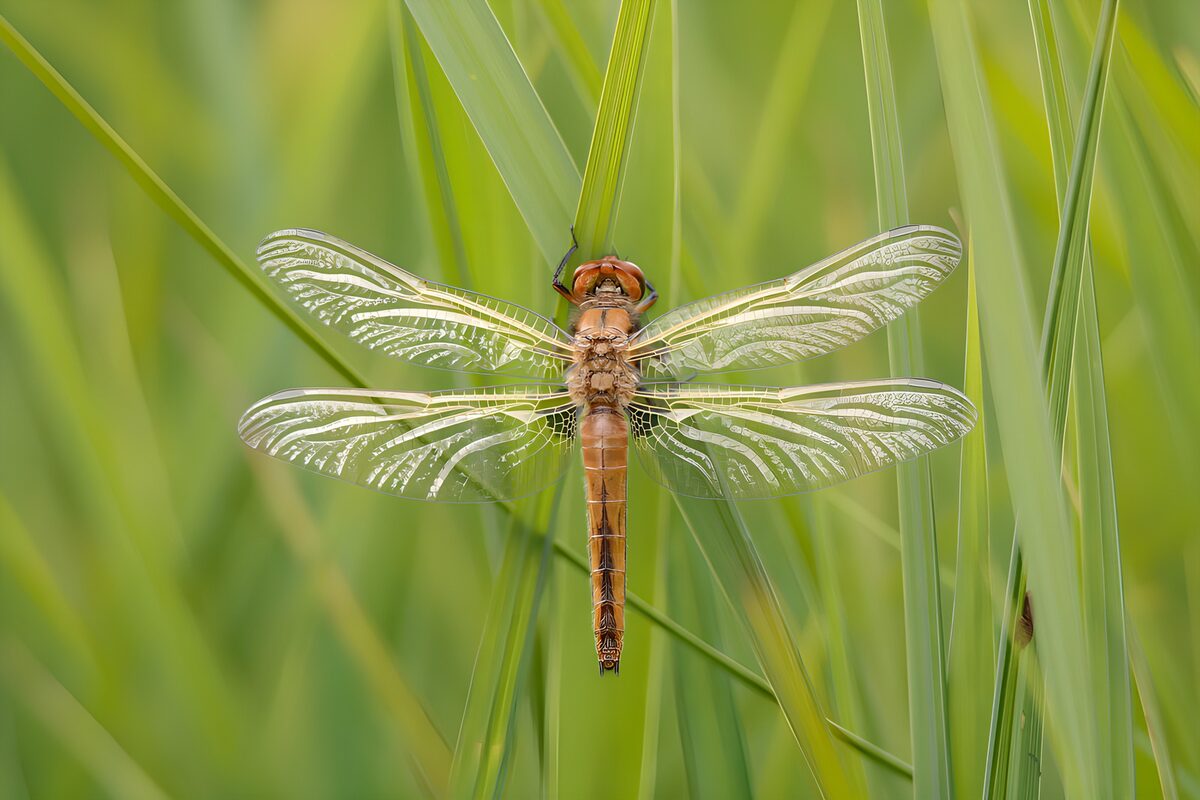 Libellula marrone tra l’erba luminosa