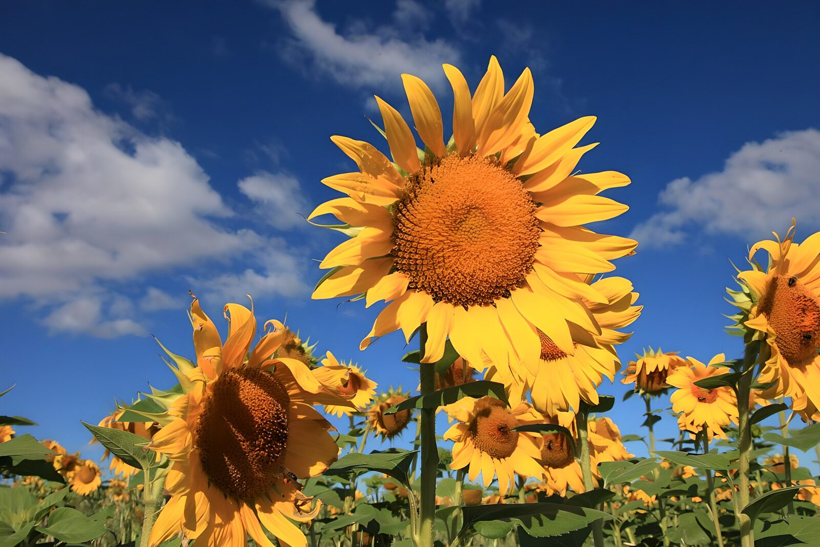 PDGIT1441806: Girasoli sotto il cielo blu