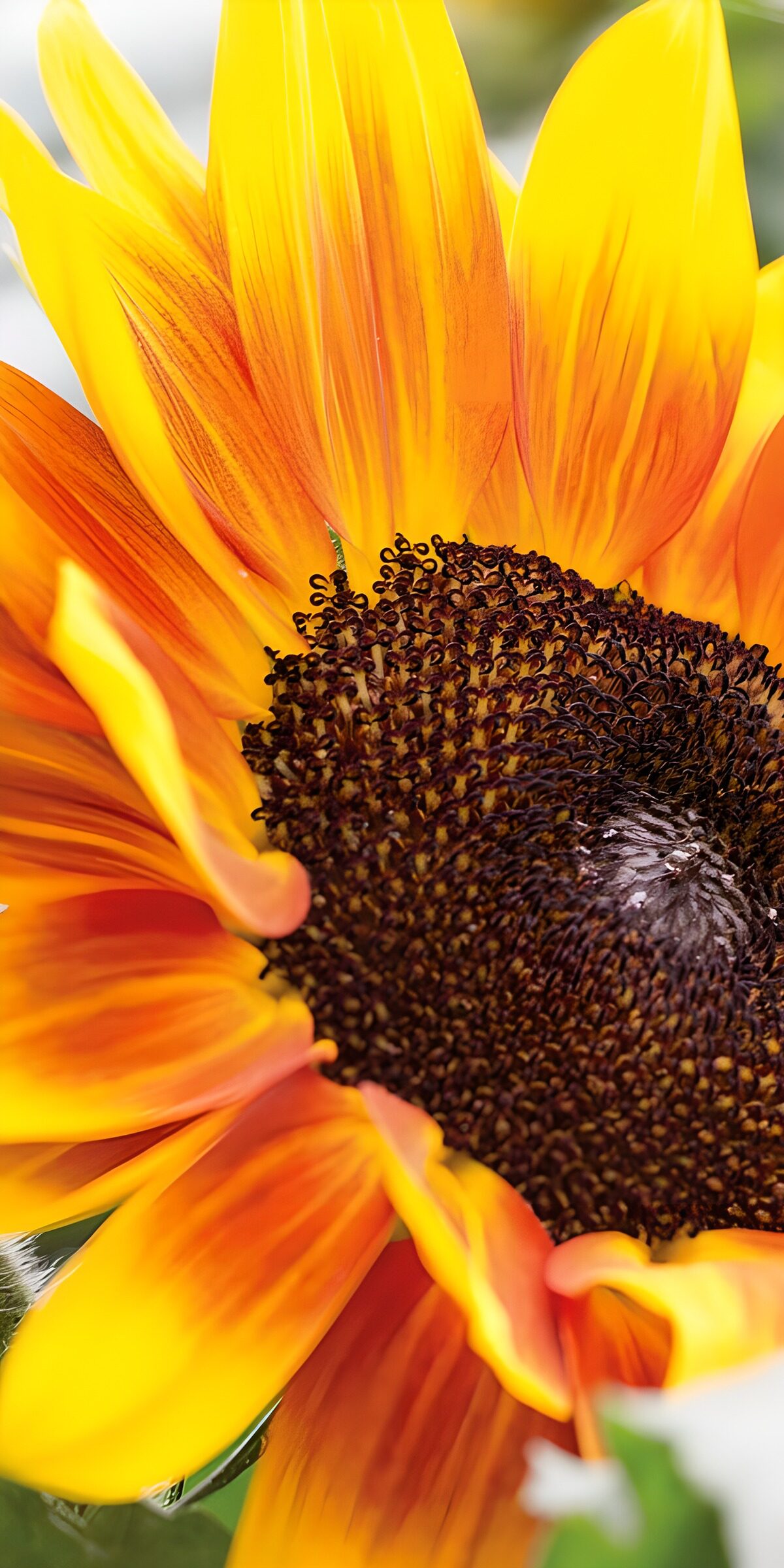 PDGIT6796994: Girasole giallo e arancio in primo piano