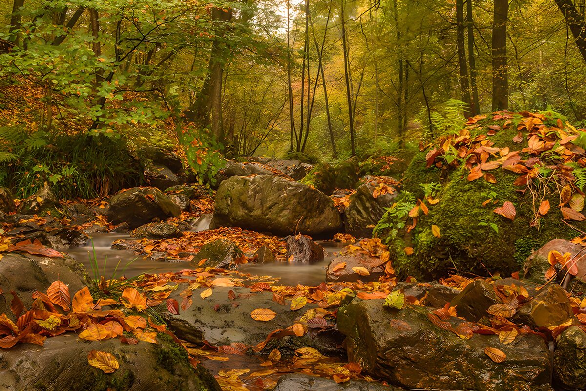 PDGIT9346941: L’autunno scorre tra le pietre