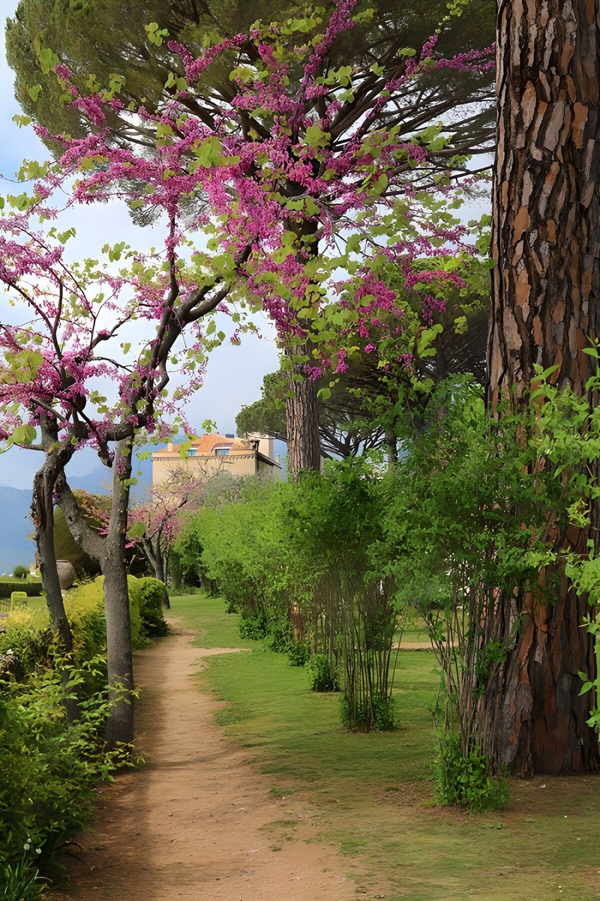 PDGIT5769865: Sentiero quieto tra pini e fiori rosa