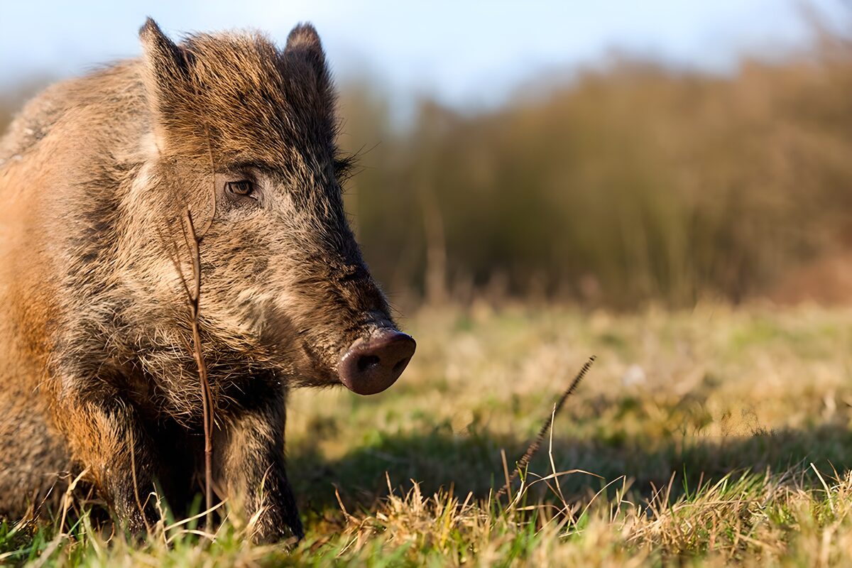 PDGIT3359647: Cinghiale nell'erba, sguardo vigile