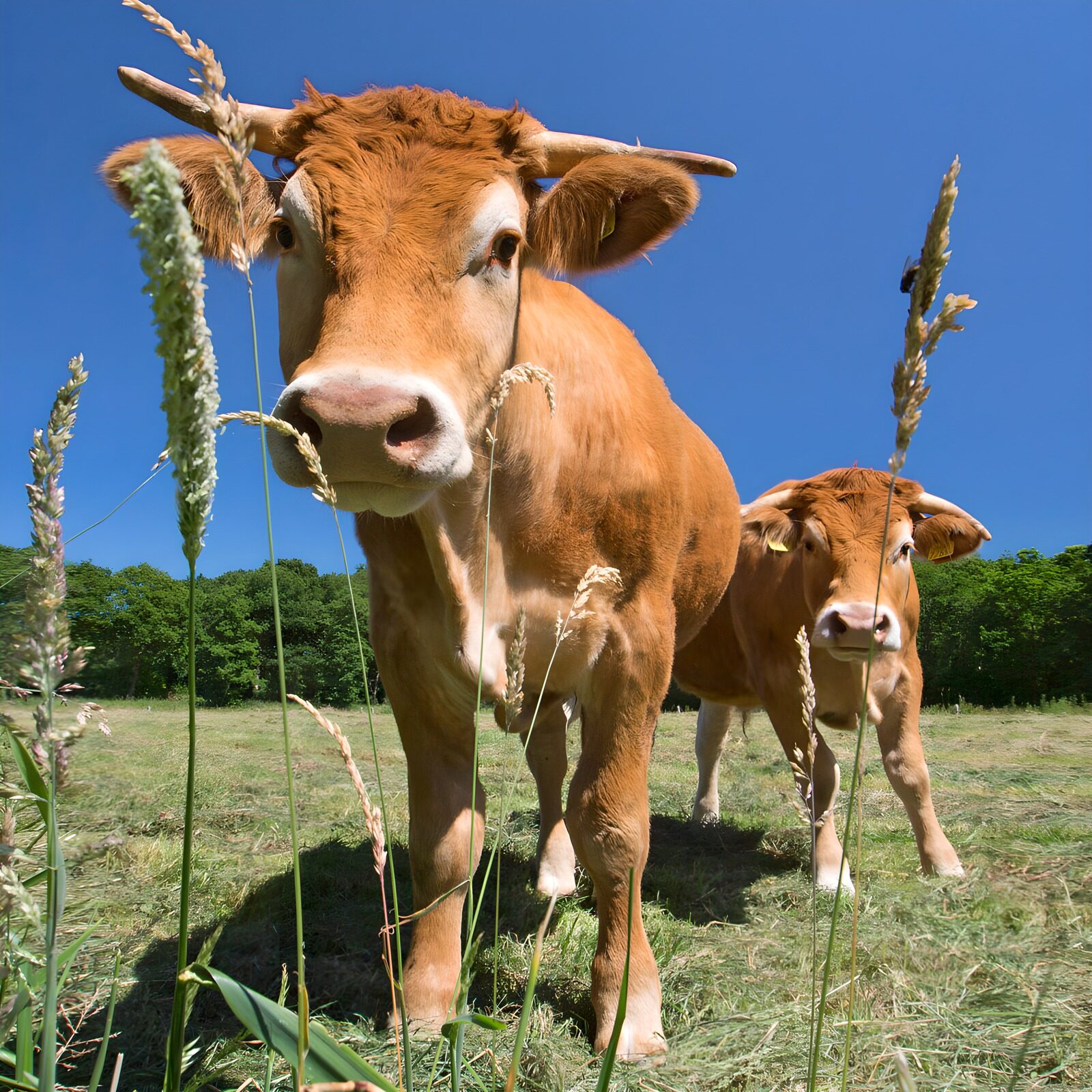 PDGIT8273796: Due mucche brune al sole del pascolo