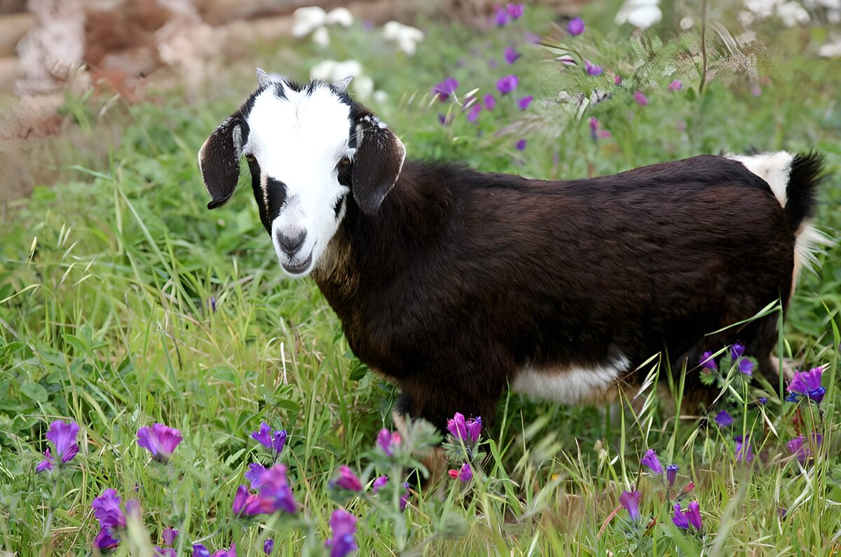 PDGIT3307349: Capra bianca e nera tra i fiori viola