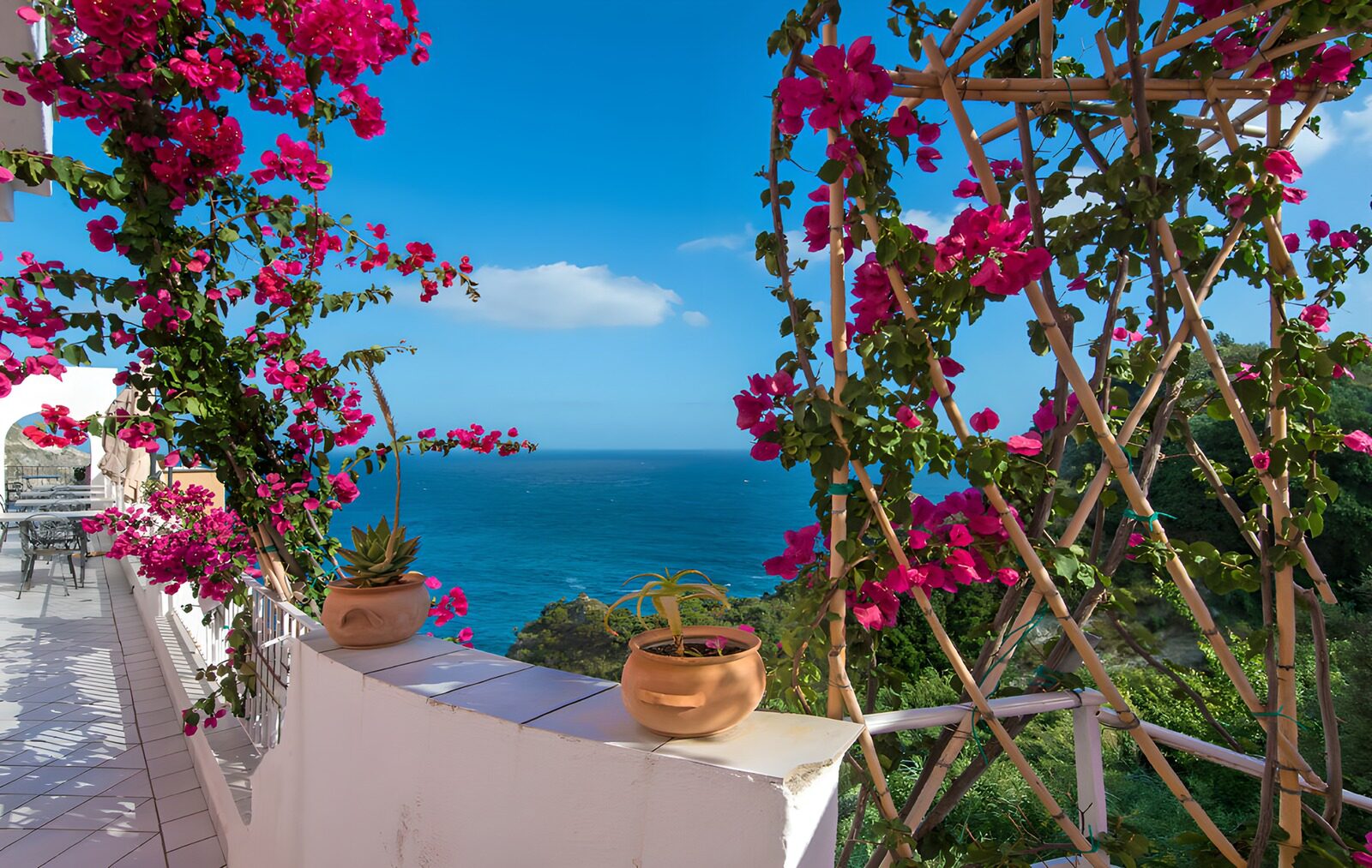 PDGIT6535940: Terrazza sul mare con bouganville