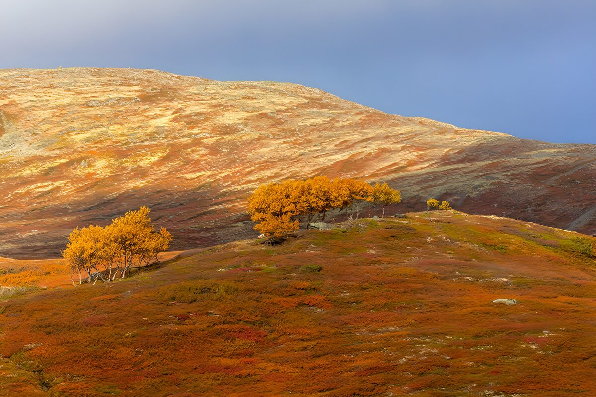 PDGIT4630020: Colline d’autunno e alberi dorati