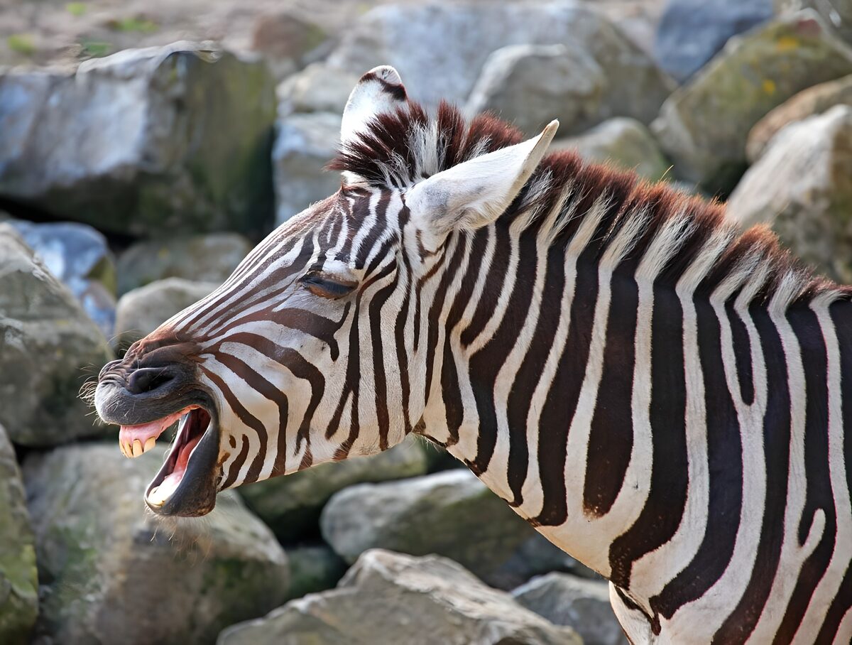Zebra di profilo a bocca aperta