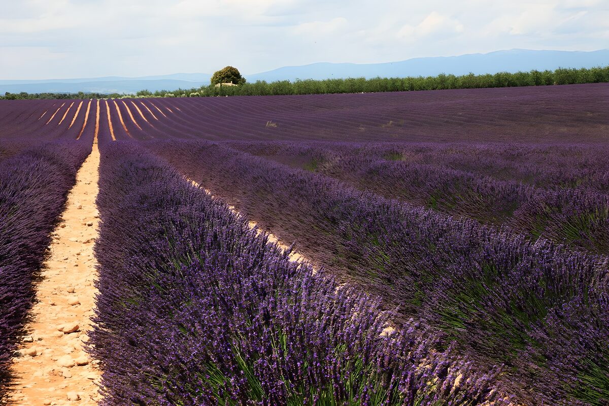 PDGIT3848985: Campo di lavanda a filari curvi