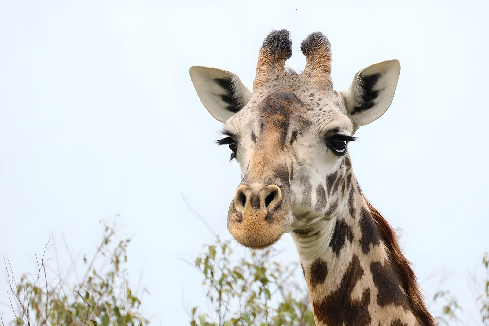 PDGIT7053842: Giraffa in primo piano, sguardo tranquillo