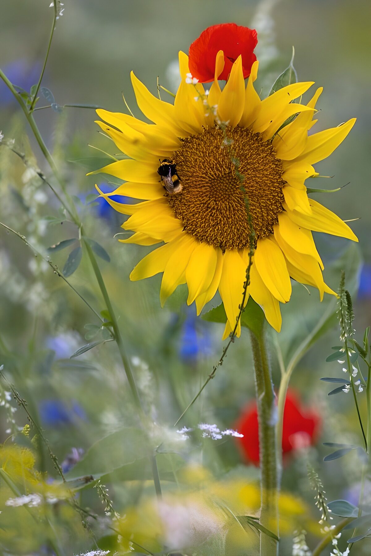 PDGIT4447564: Girasole e bombo tra i fiori d’estate