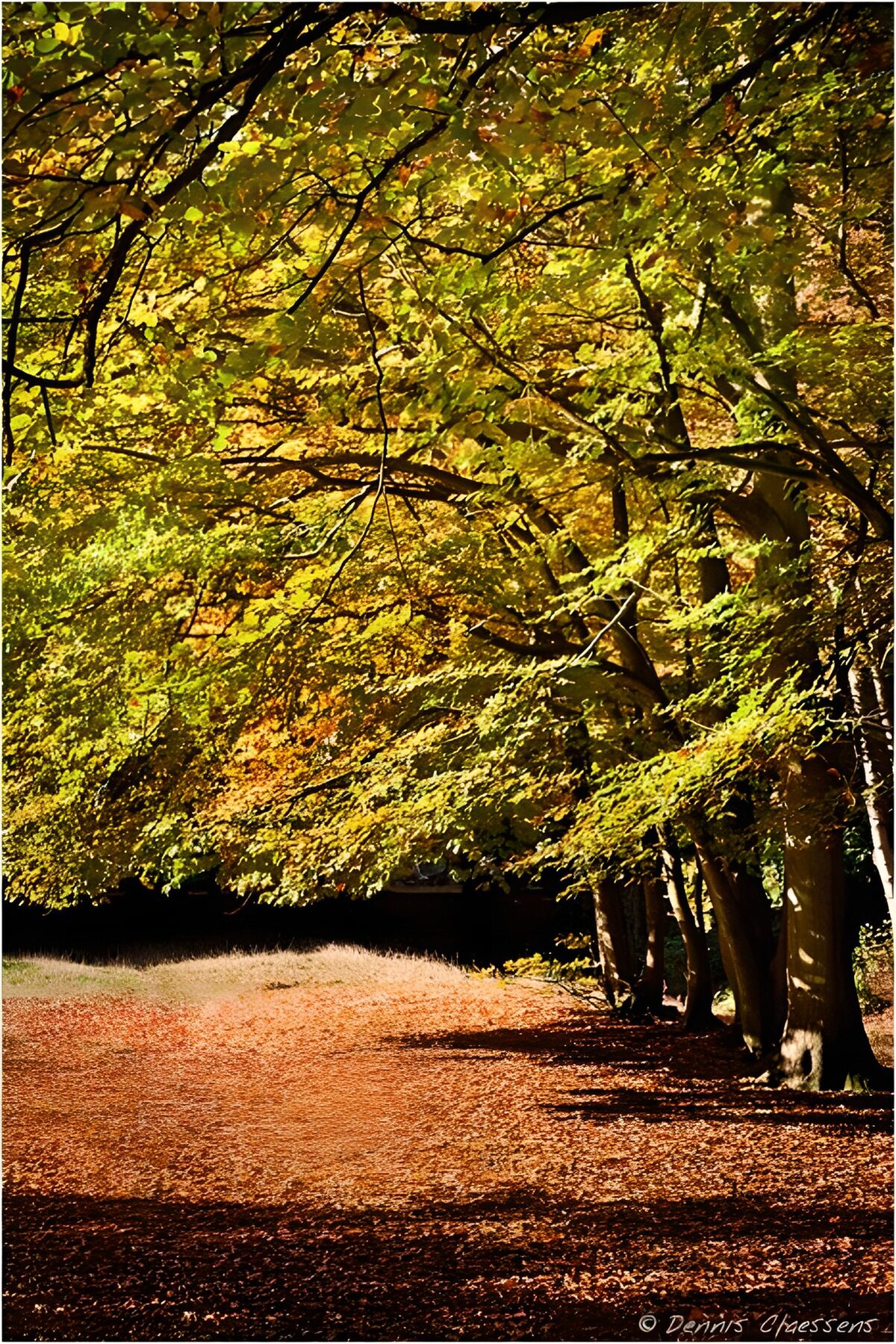 PDGIT7956131: Sentiero d’autunno tra luce e ombra