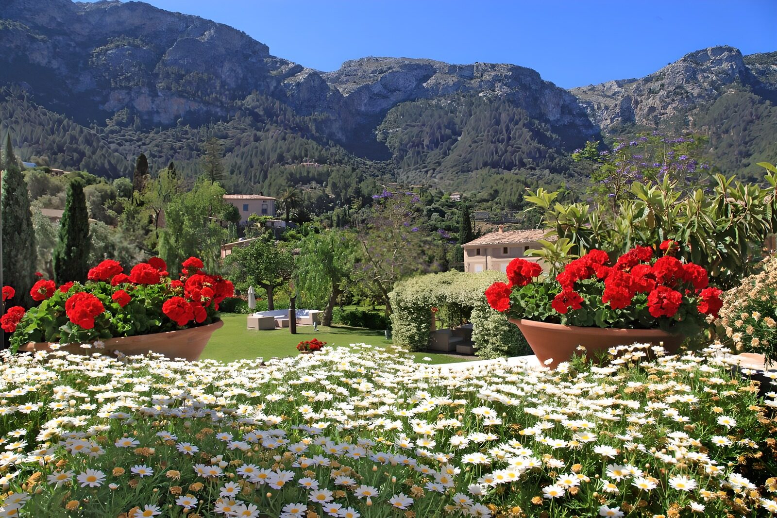 PDGIT5964361: Giardino di margherite ai piedi dei monti