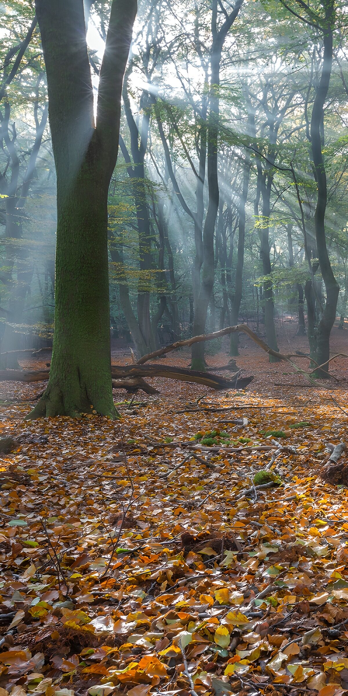PDGIT1401561: Bosco d'autunno tra nebbia e raggi di sole