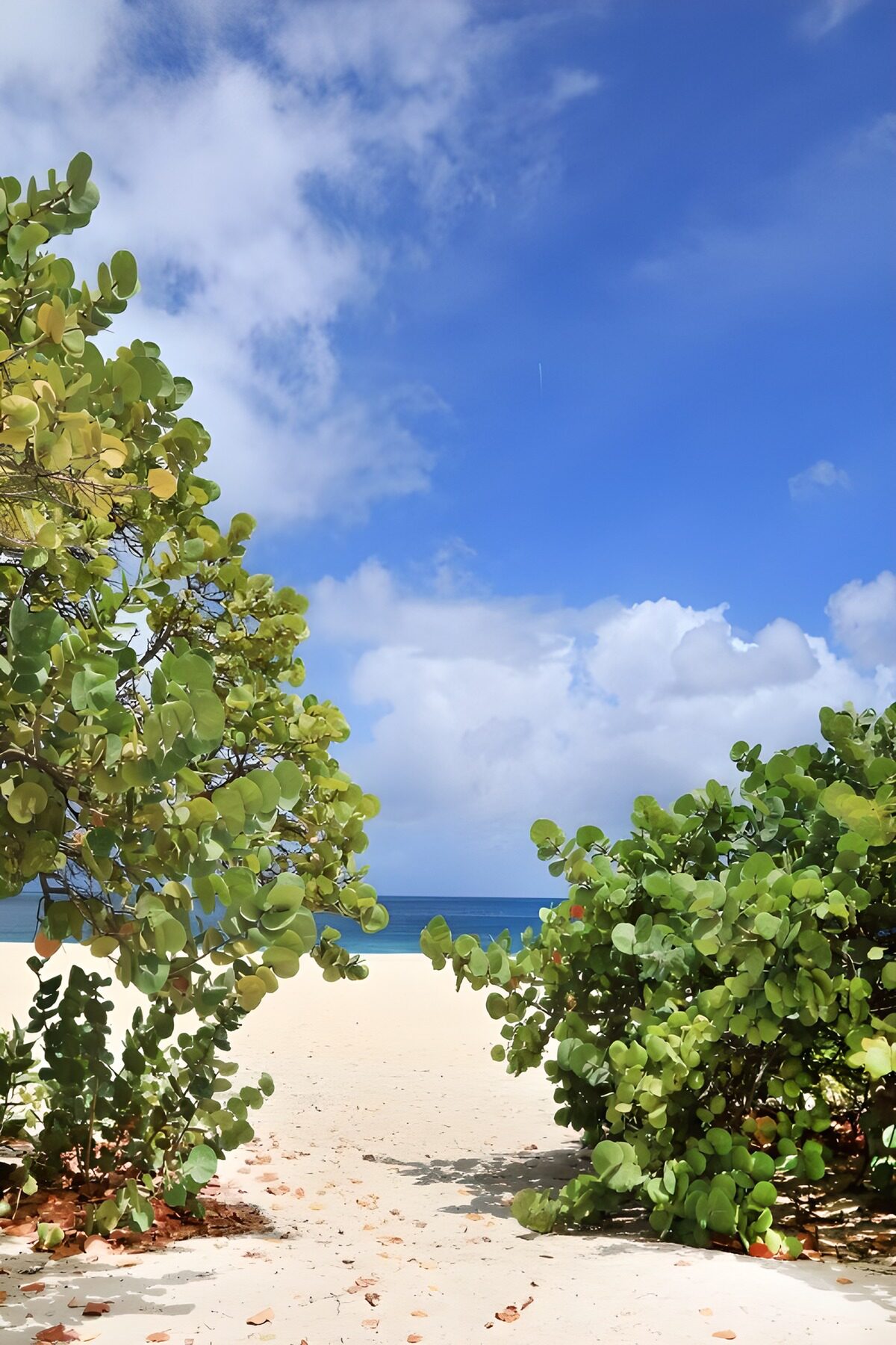 PDGIT4755886: Spiaggia tra cespugli e mare azzurro