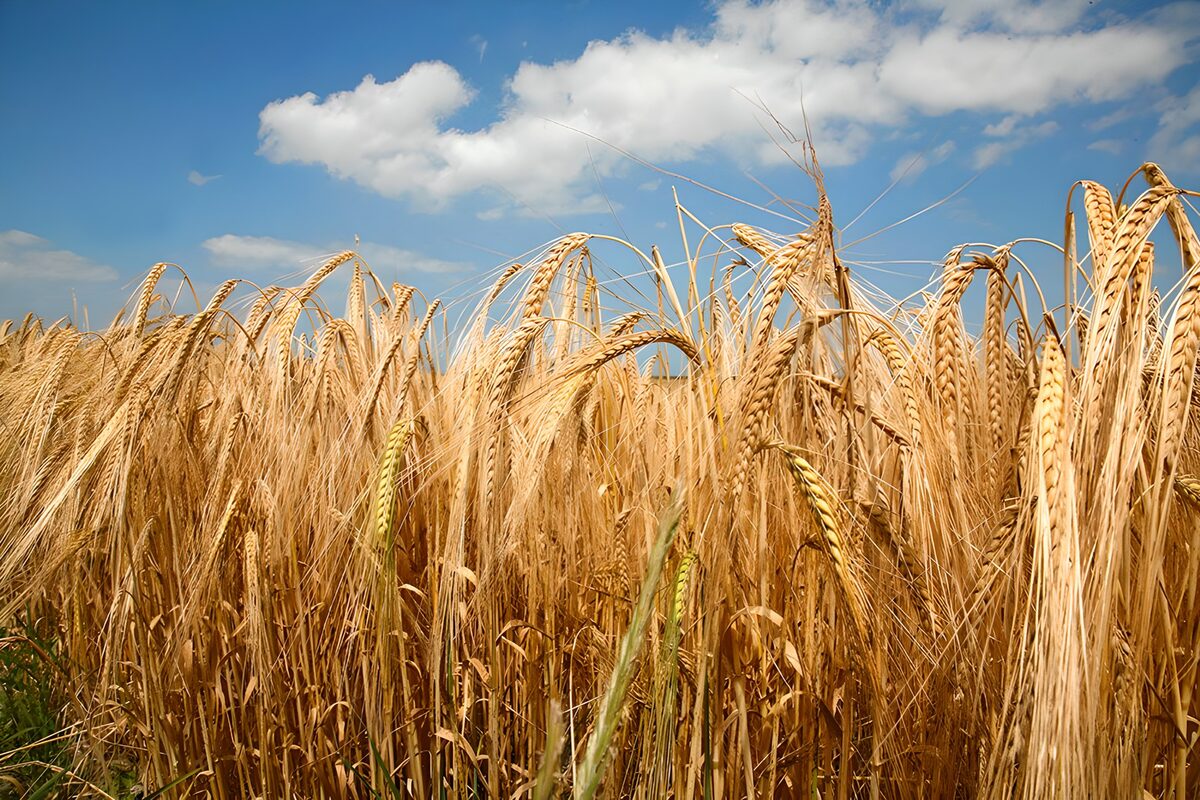 PDGIT8177611: Campo di cereali sotto il cielo blu