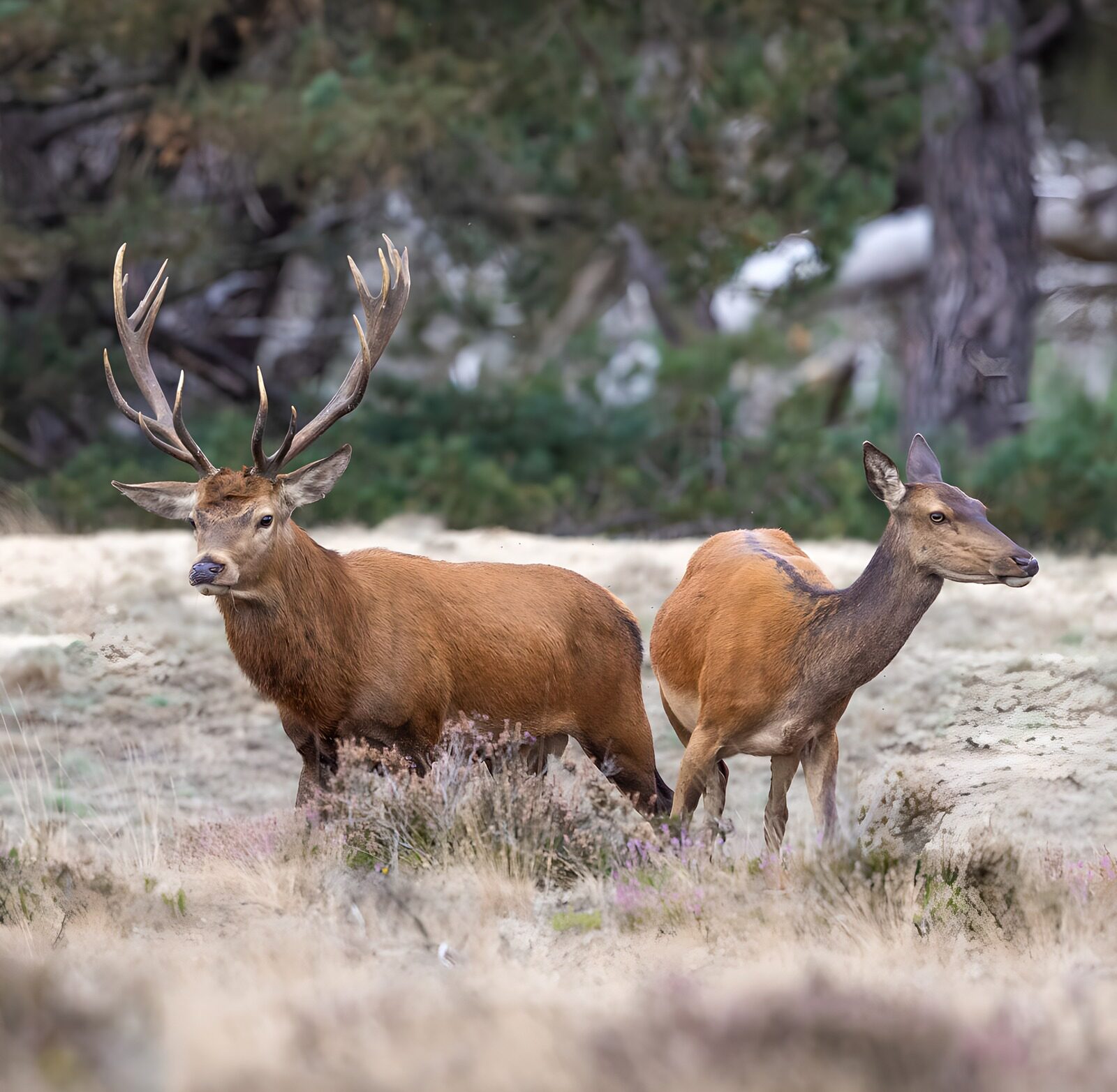 PDGIT6587166: Cervo e cerva nella quiete del bosco